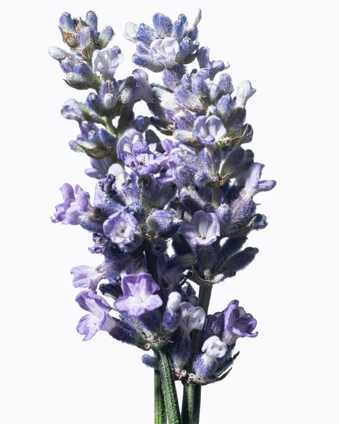 Yakınlaş