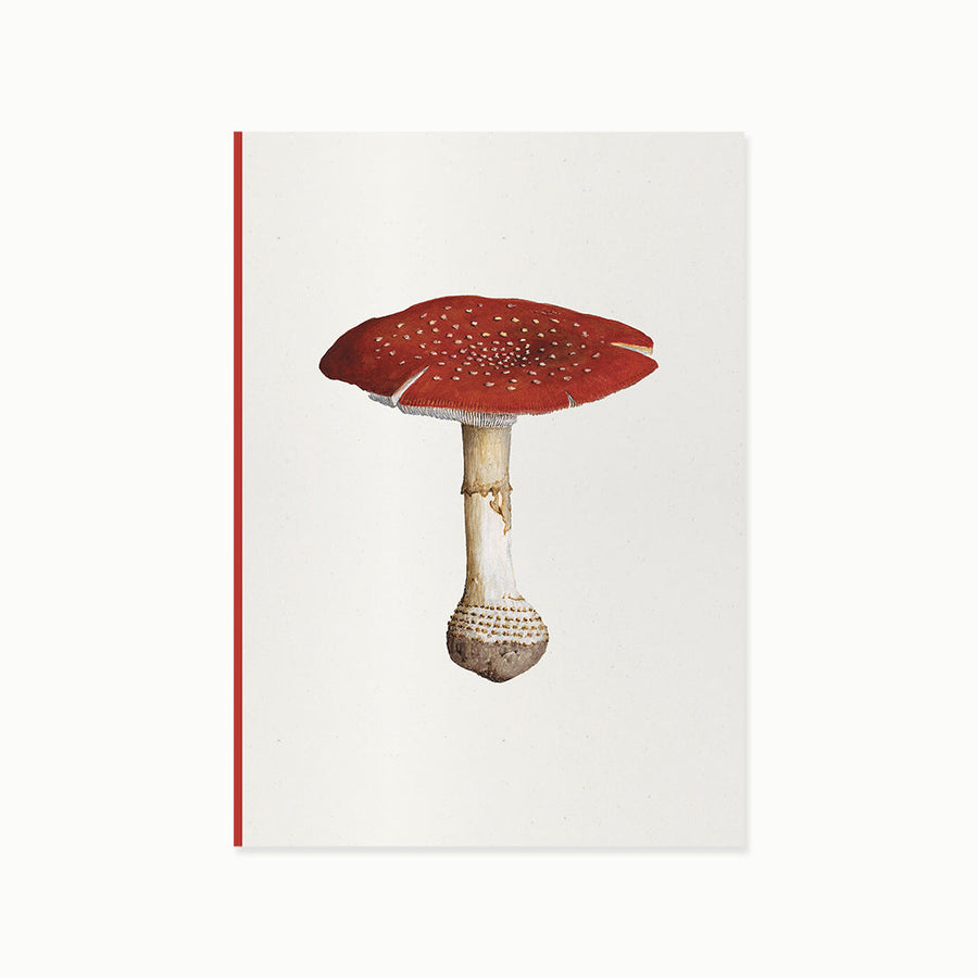 Mantar 1 - Amanita Muscaria