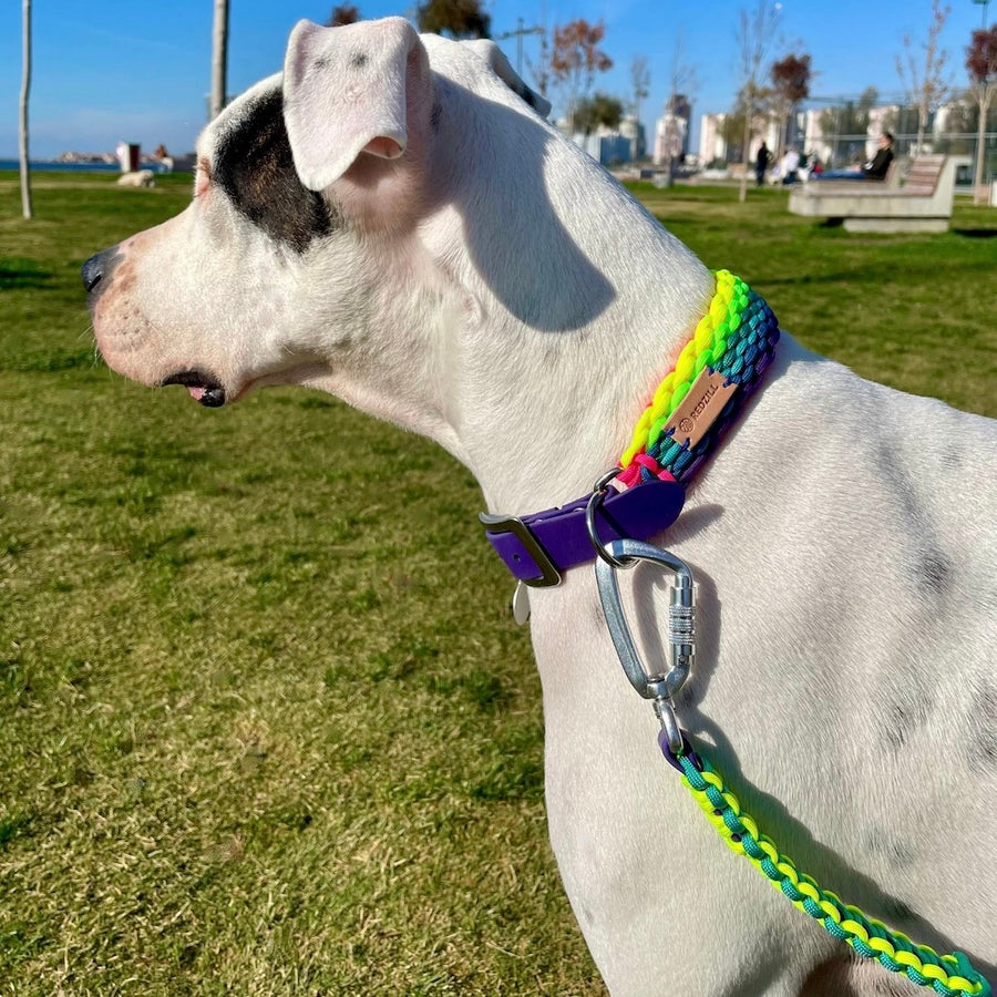 Rainbow Paracord Köpek Boyun Tasması (Large, XLarge)