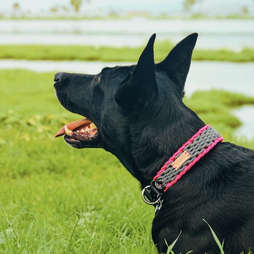 Pinker Paracord Köpek Boyun Tasması