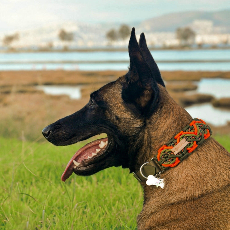 Faroe Orange Paracord Köpek Boyun Tasması