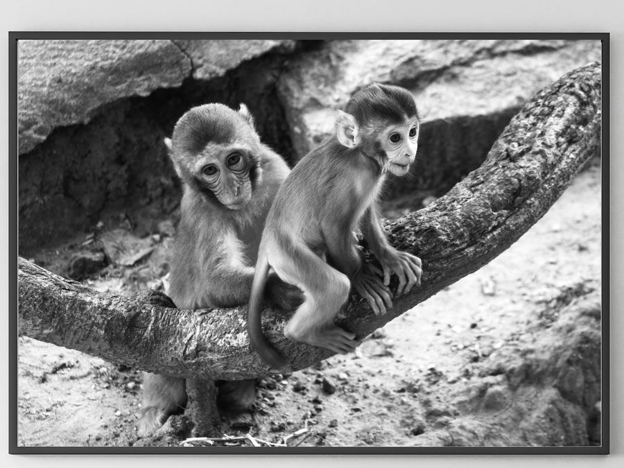 World Of Monkeys Fine Art Baskı