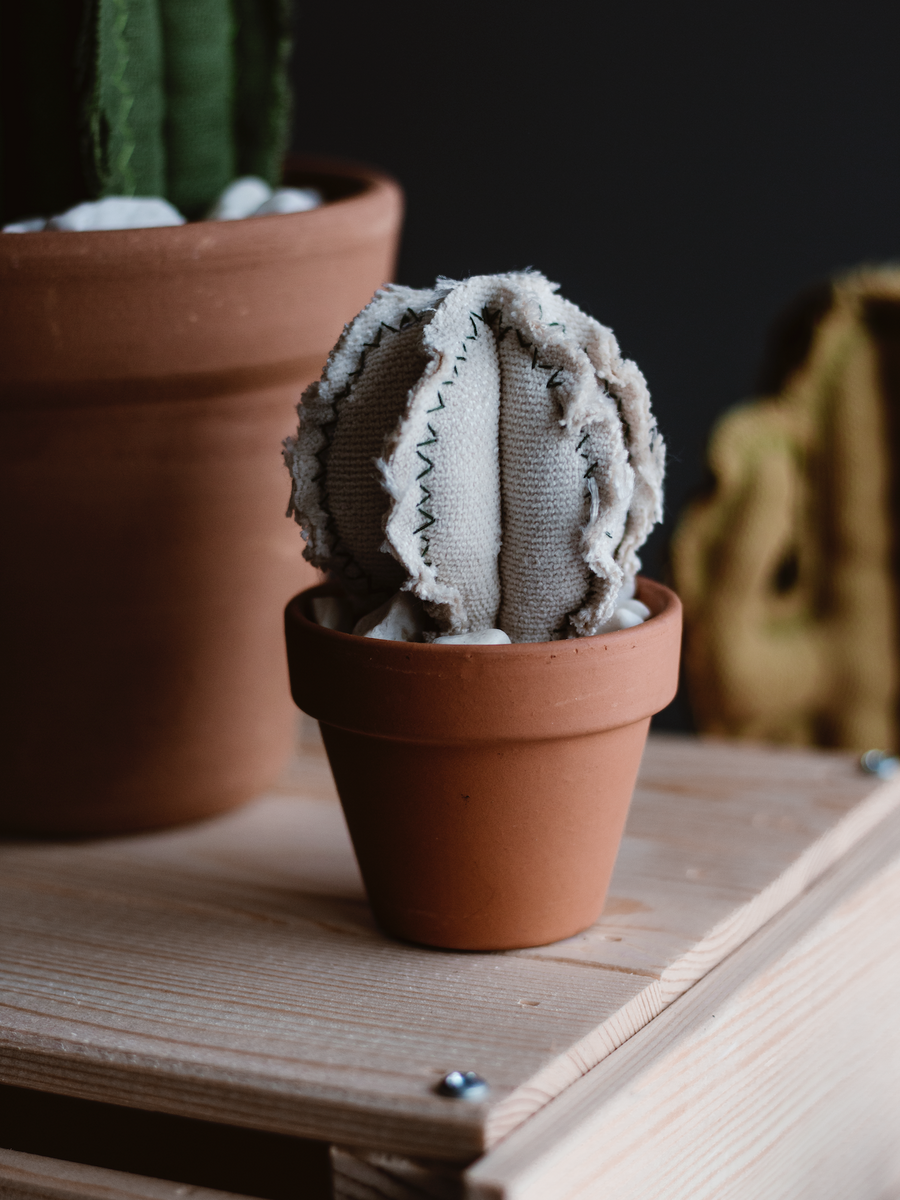 Mini Barrel Cactus