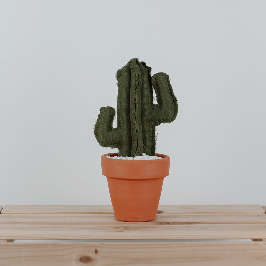 Medium Saguaro Cactus