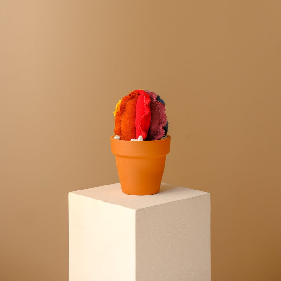 Small Rainbow Barrel Cactus